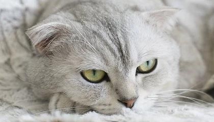 开yun体育-今年助攻王此次用“神级传球”圈粉无数！，助攻王什么意思