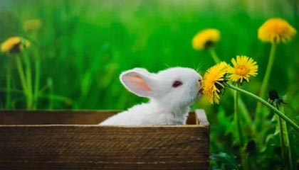 开云·体育官网APP下载-巴黎圣日耳曼战胜里昂在法甲排名继续领先，巴黎圣日耳曼对阵里昂