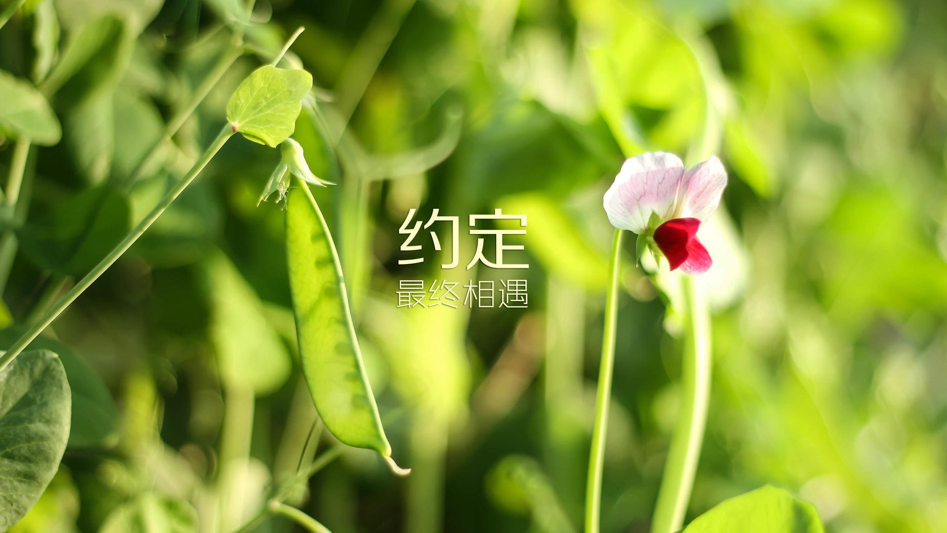 “逆境中的奇迹”——赛段突发危机下的英雄救赎，逆境成就英雄