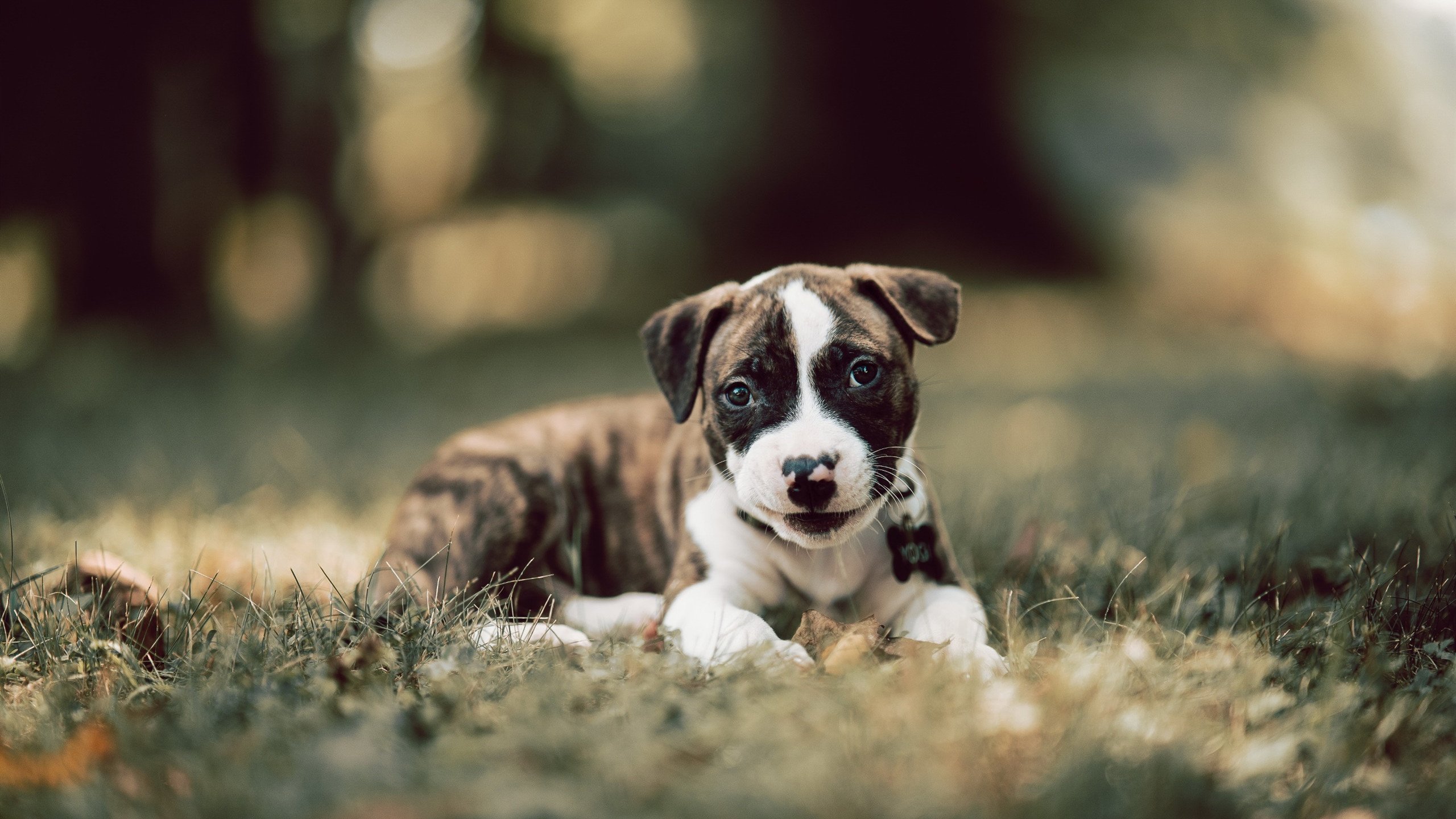 Kaiyun官方登录入口-皇马遭遇三连败，积分榜排名继续下滑，皇马100分夺冠赛季积分榜