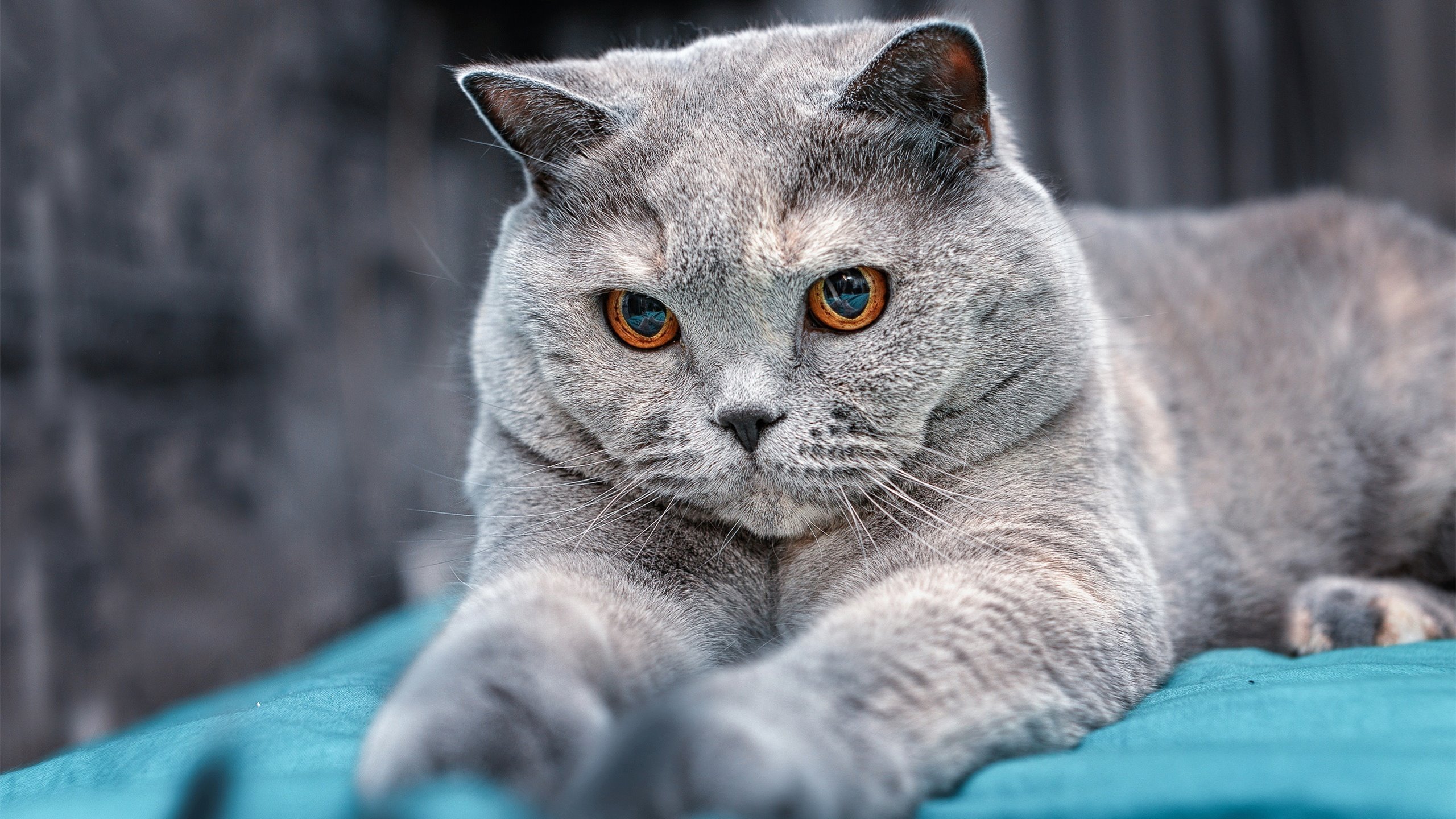 女子蝶泳划频与呼吸节奏关系,蝶泳划水路线动态图