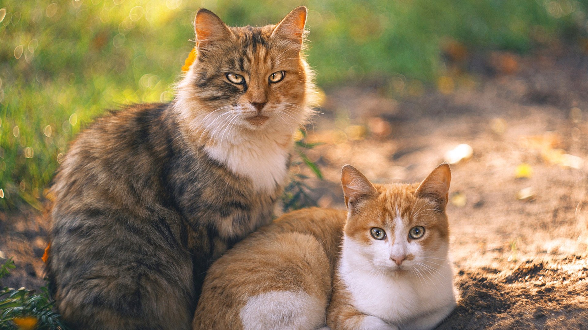 球队与高校建立合作基地,产学研培训并行推进,足球俱乐部和学校的合作方案