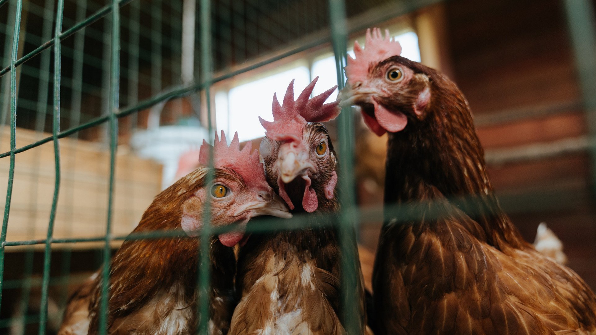 英超逆转奇迹：逆境中铸就的传奇一幕，英超分差最多逆转夺冠